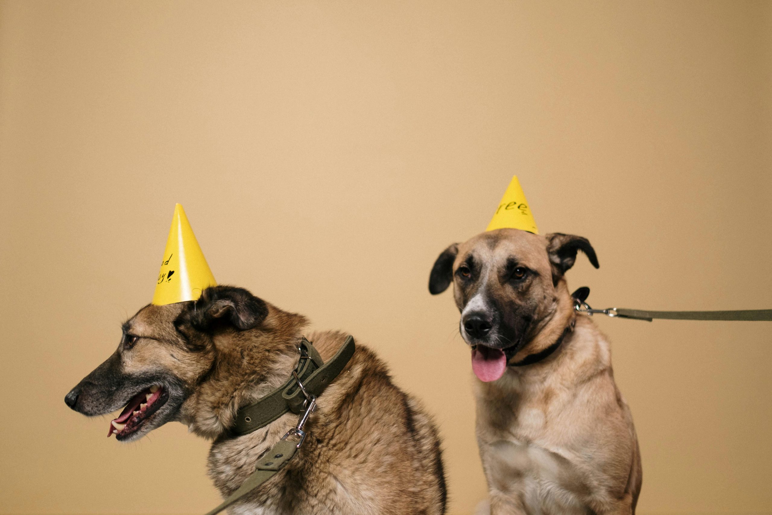 dog birthday celebration 120 years