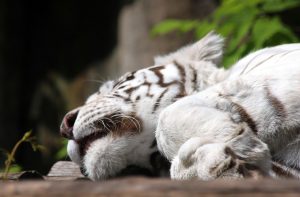 goodnight serenity peaceful sleep quotes