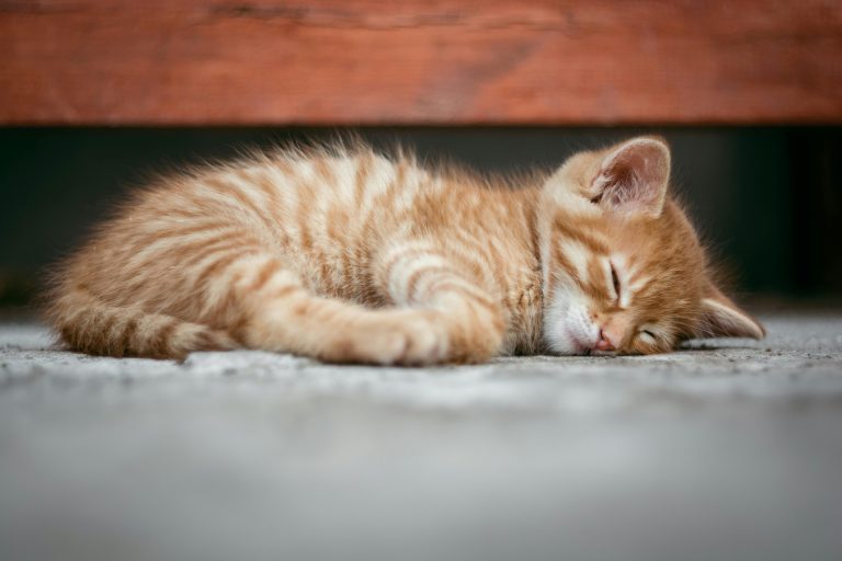 goodnight sweet dreams sleeping moon stars