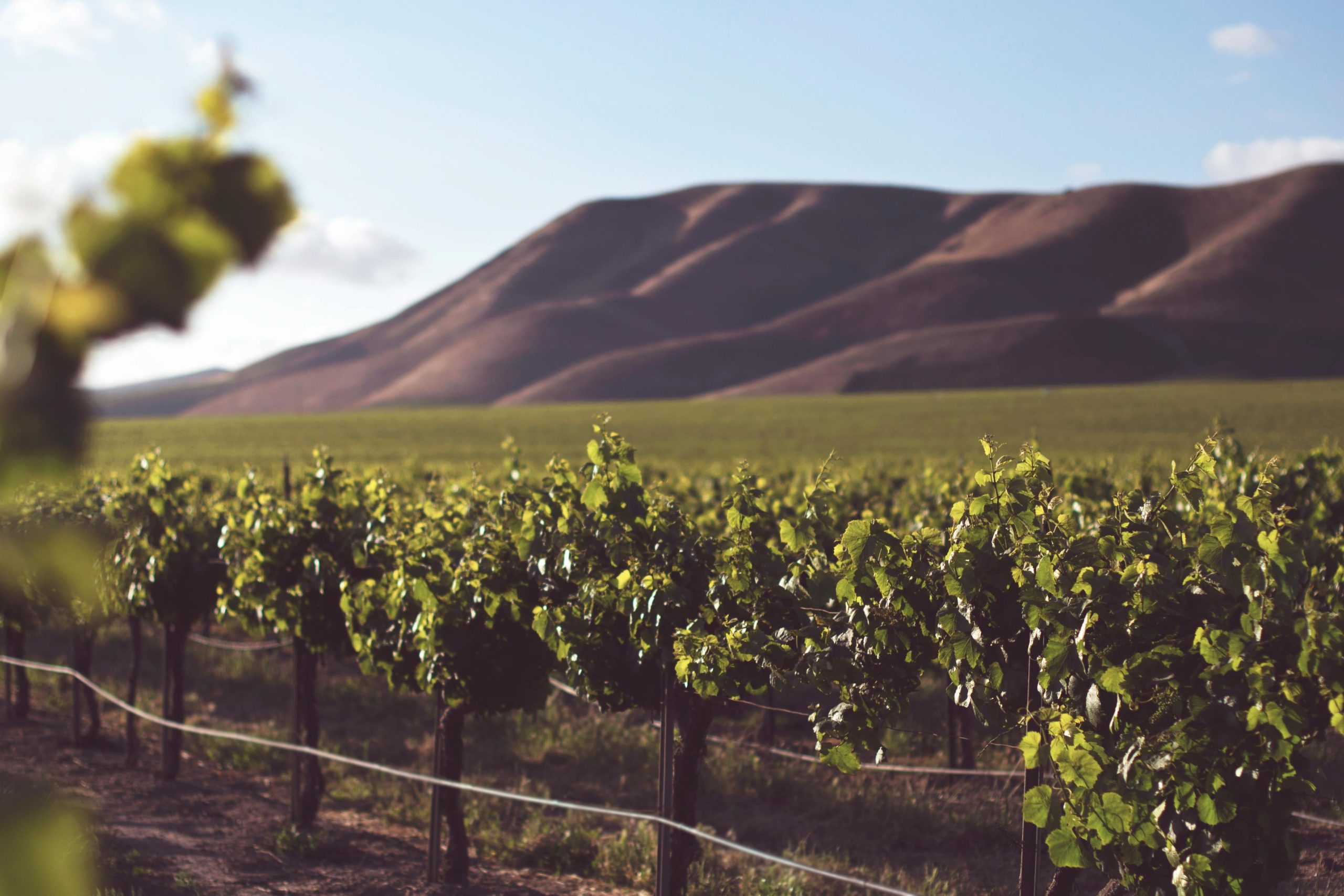 wine quotes grapes vineyard italian